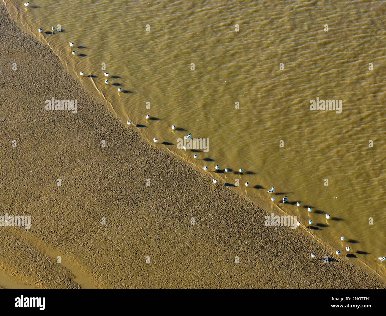 LIANYUNGANG, CINA - 19 FEBBRAIO 2023 - Fotografie aeree 10.000 Avocet pied giocare e nutrirsi nella zona umida dell'estuario di Linhong a Lianyungang ci Foto Stock