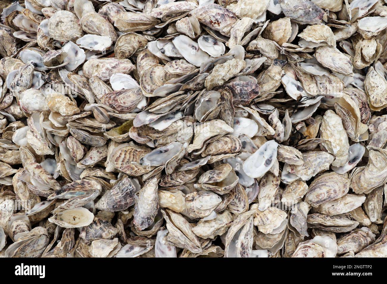 Gusci di cozze e ostriche sulla riva del mare Foto Stock