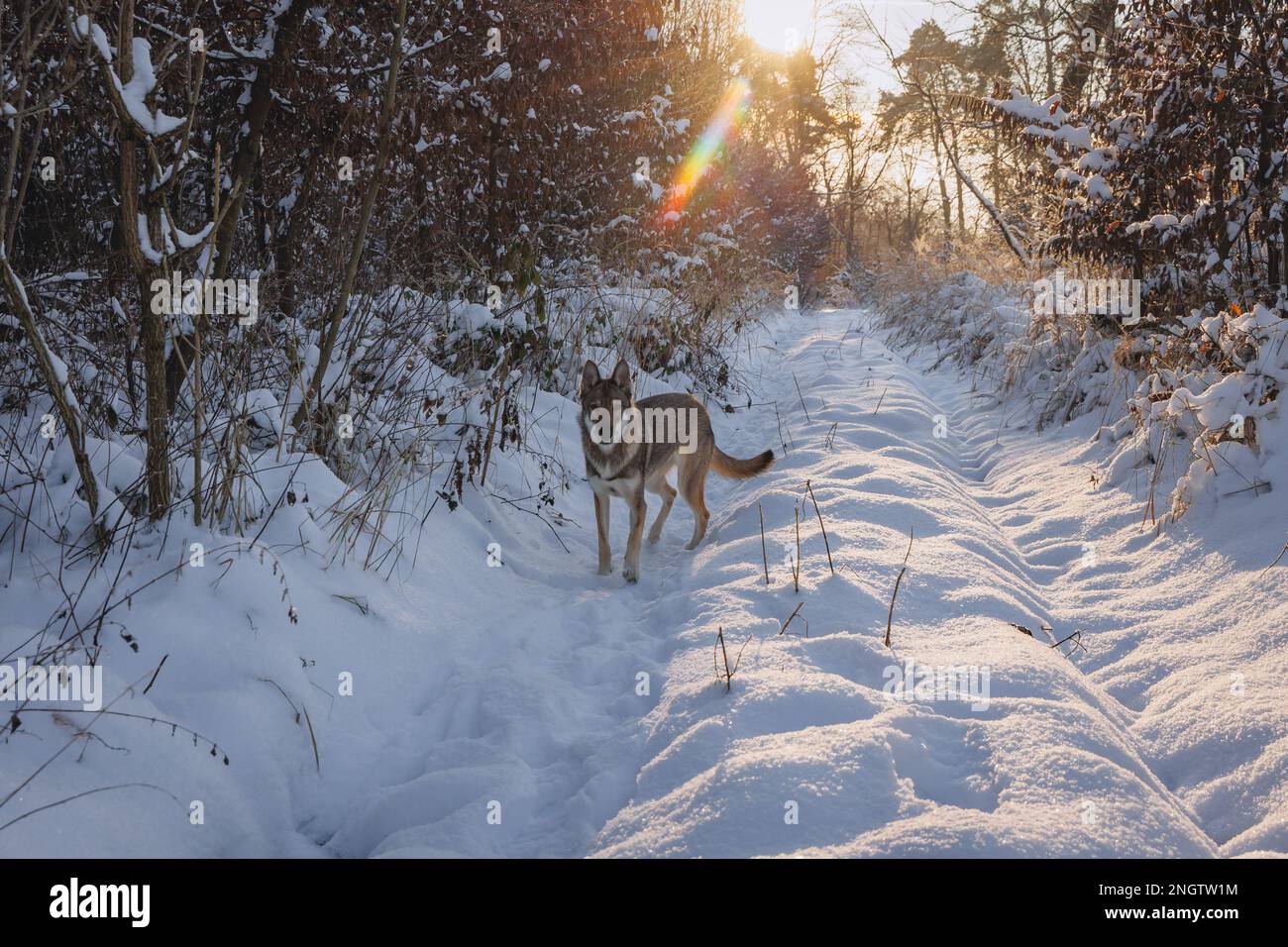 Cane Tamaskan durante la passeggiata invernale in una foresta Foto Stock