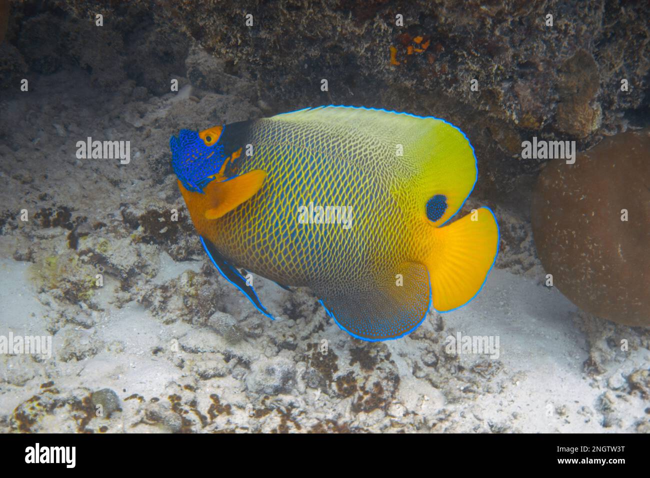 Blueface angelfish sott'acqua. Pomacanthus xantometopon Foto Stock