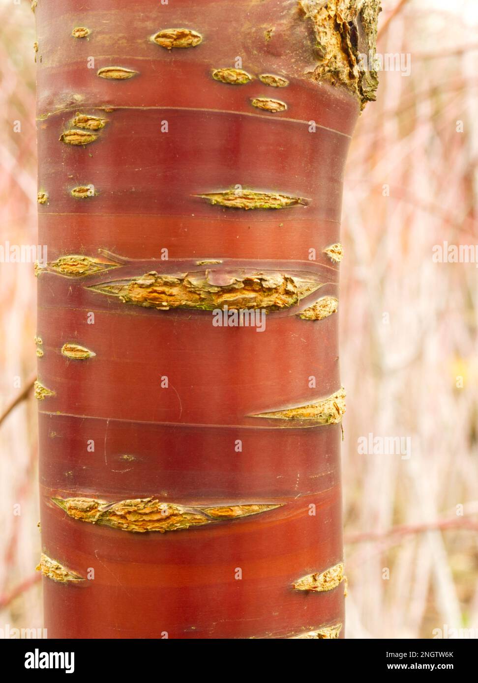 corteccia colorata di ciliegio tibetano prunus serrula Foto Stock
