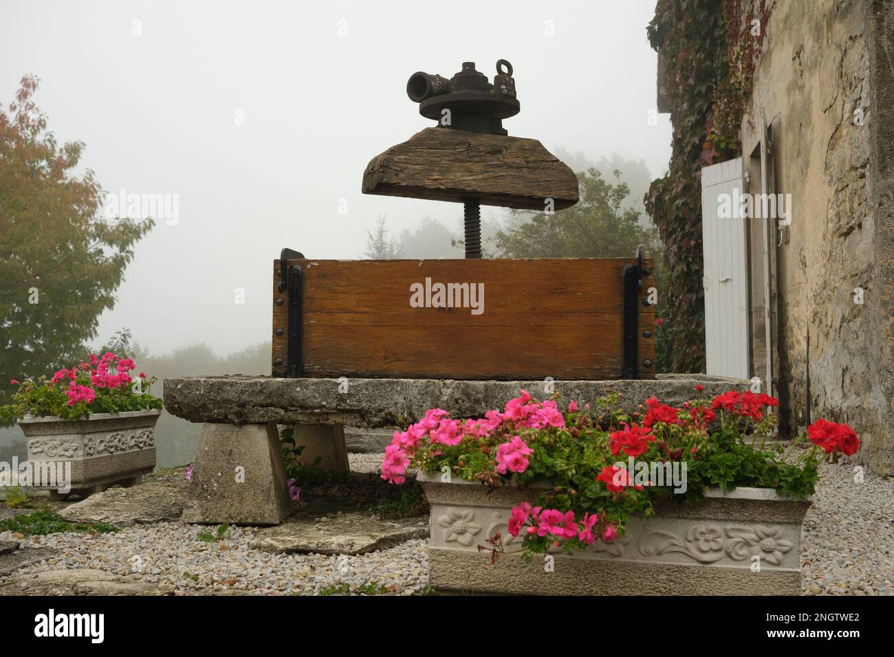Antico vitigno di fronte ad una vecchia cantina nel piccolo villaggio in Francia Foto Stock