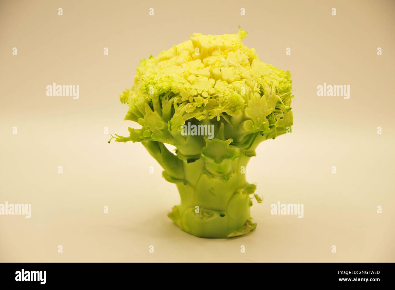 Radice di broccoli in studio Foto Stock