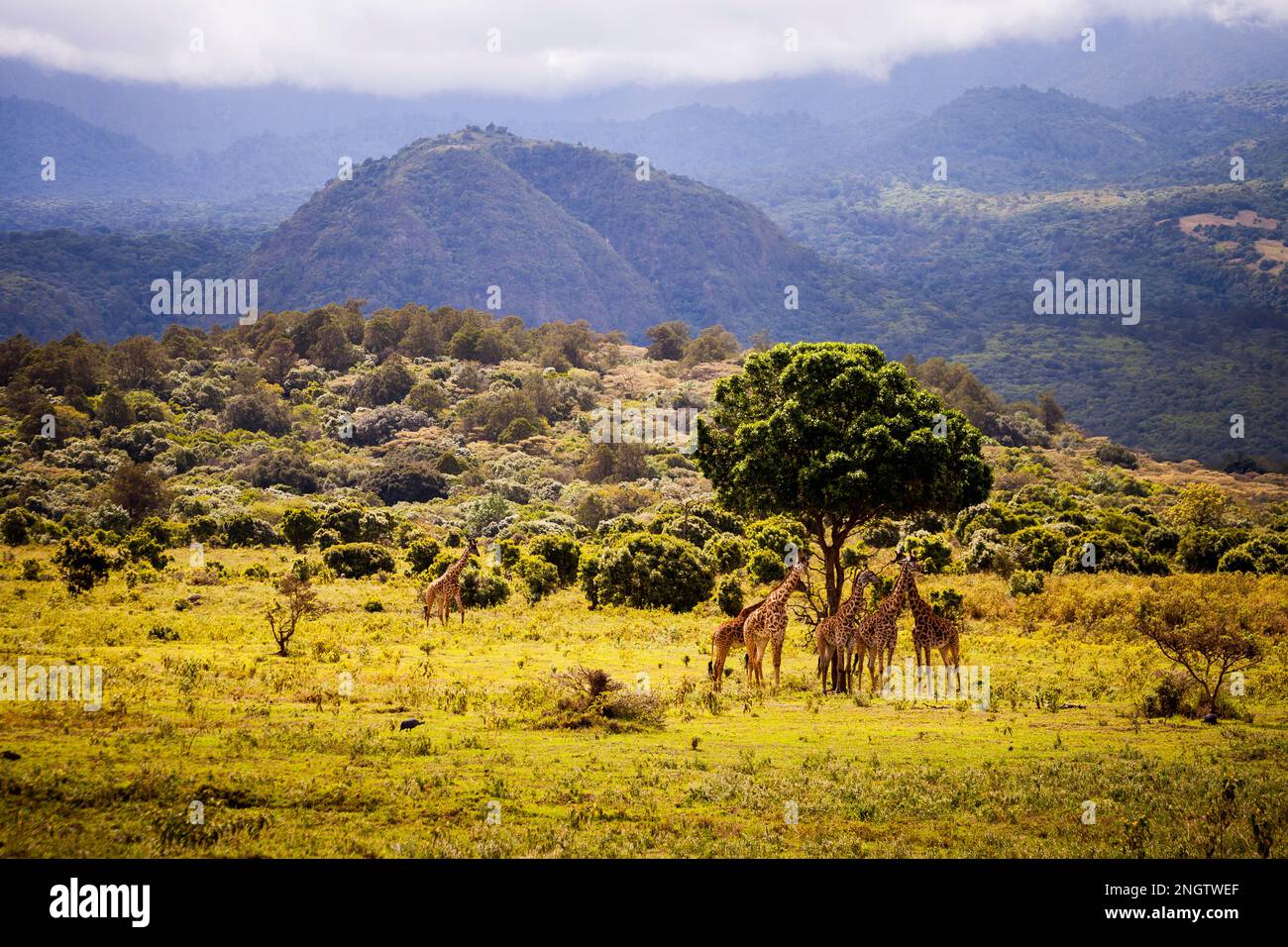 gruppo di giraffe riposante all'ombra di un albero fauna selvatica, africa, tansania, animali modello Foto Stock