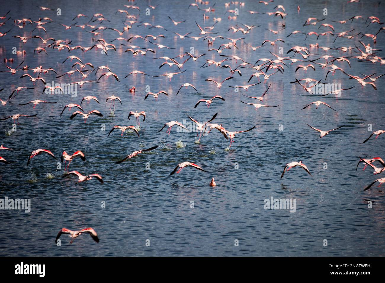 fenicotteri, africa, tansania, arusha Foto Stock