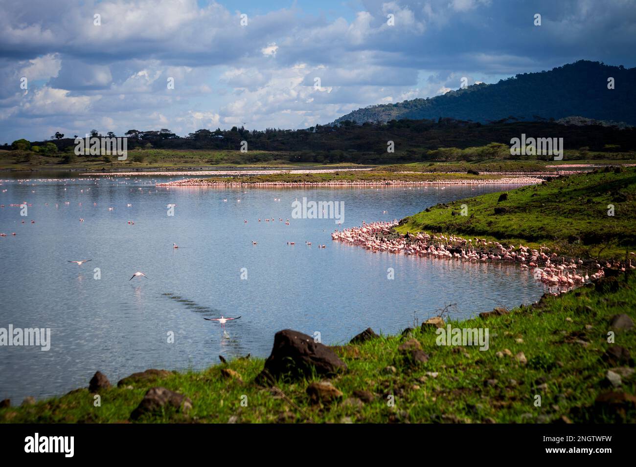 fenicotteri, africa, tansania, arusha Foto Stock