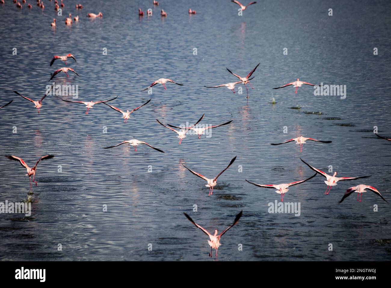 fenicotteri, africa, tansania, arusha Foto Stock