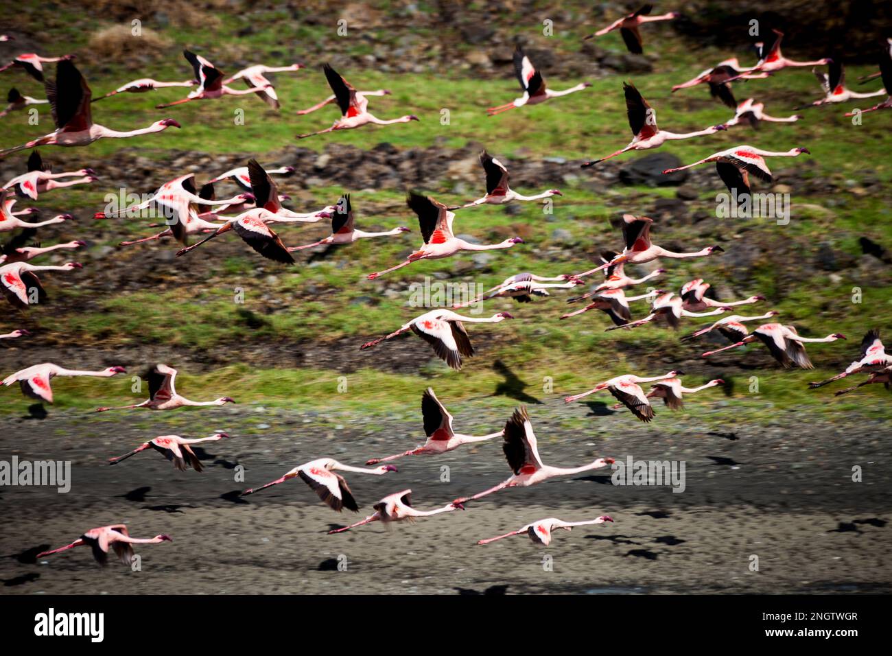 fenicotteri, africa, tansania, arusha Foto Stock