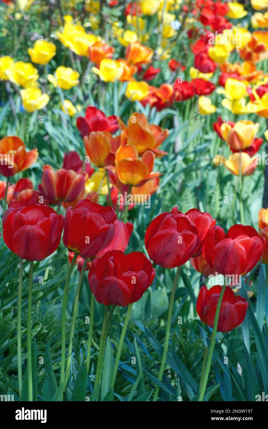 Tulipa, Tulipani, Tulpen, in un giardino cottage Foto Stock