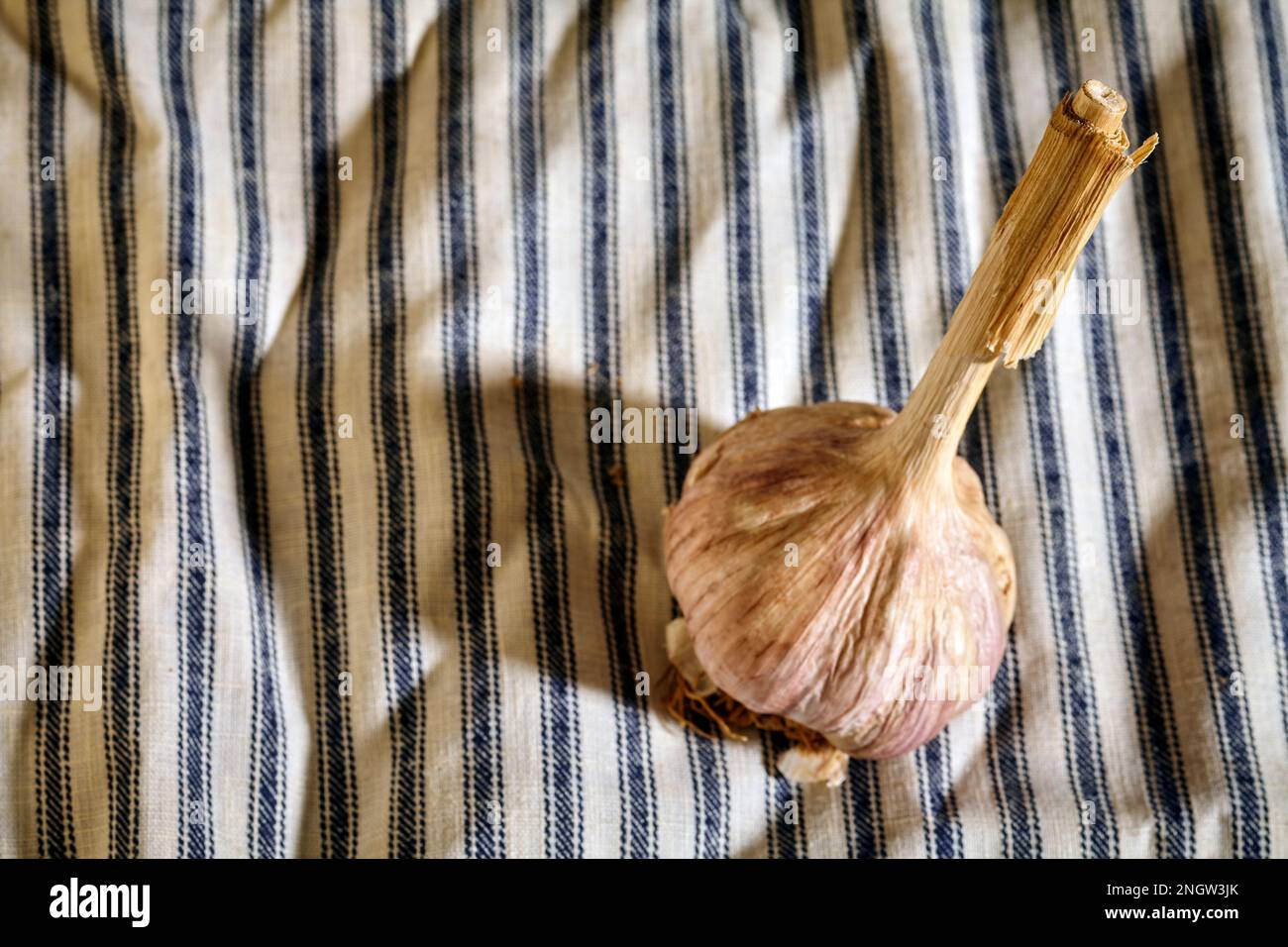 una testa intera di aglio fresco a collo lungo Foto Stock