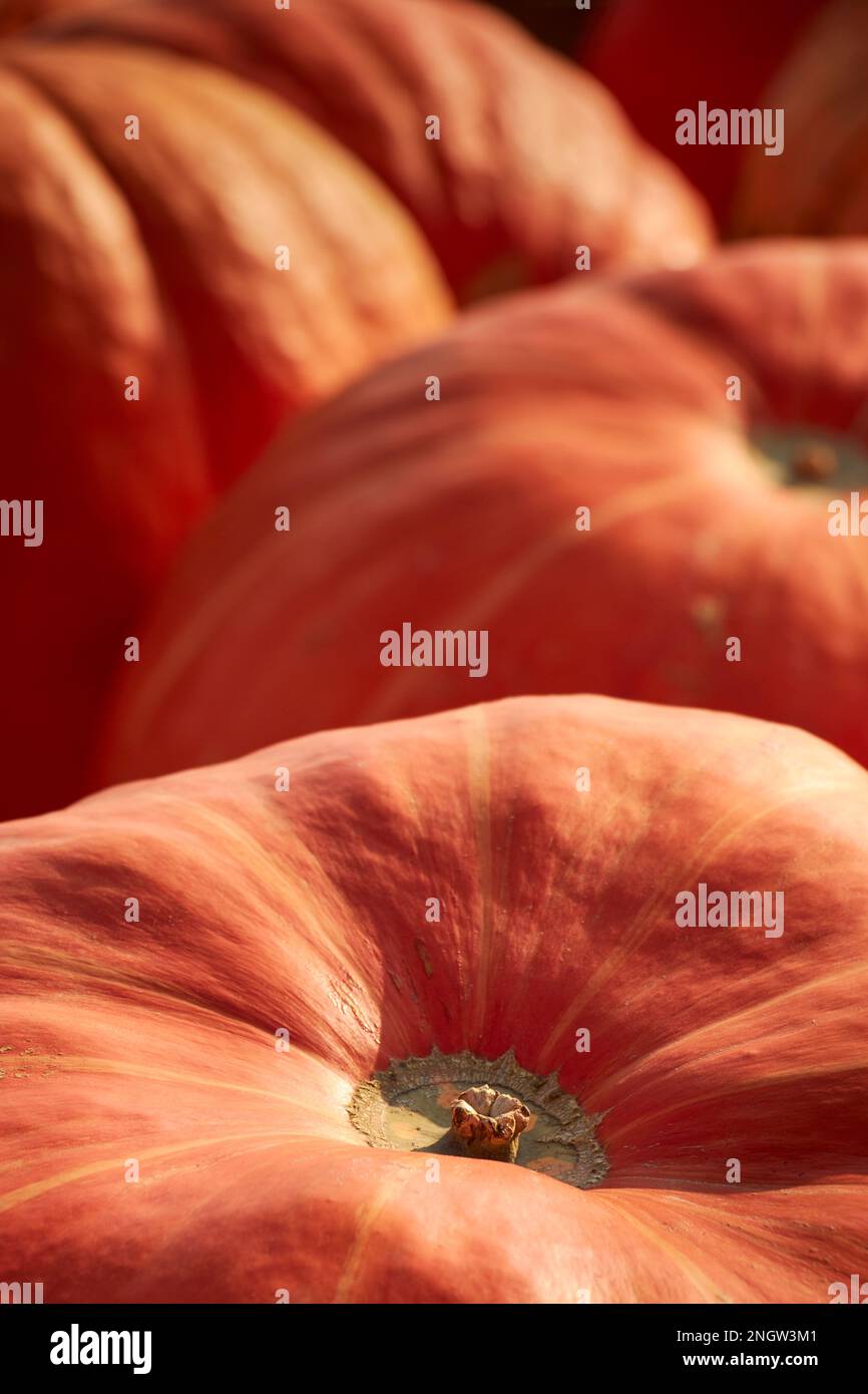Zucche in mostra presso un mercato agricolo della contea di Lancaster in Pennsylvania Foto Stock