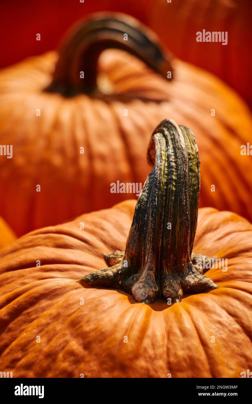 Zucche in mostra presso un mercato agricolo della contea di Lancaster in Pennsylvania Foto Stock
