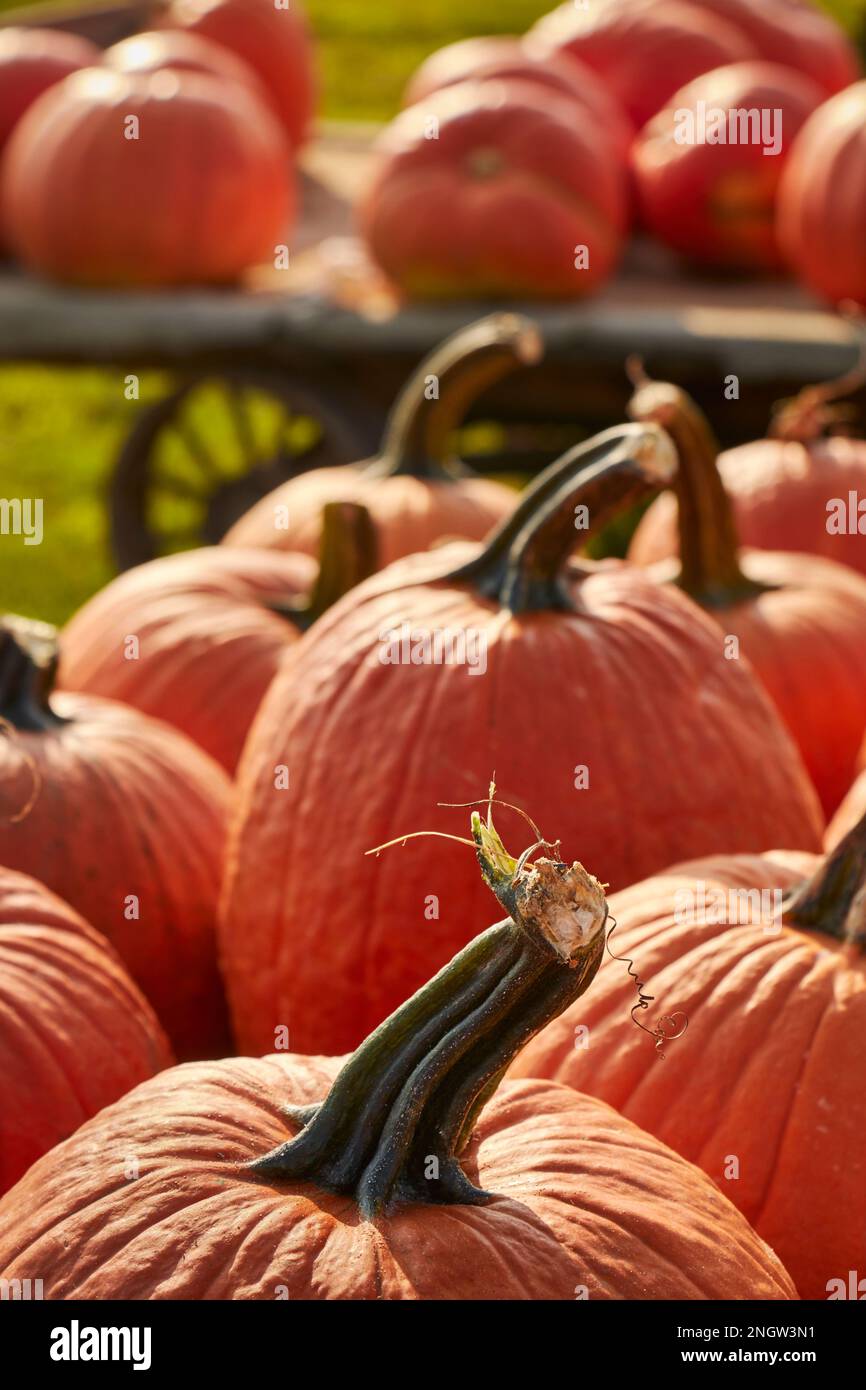 Zucche in mostra presso un mercato agricolo della contea di Lancaster in Pennsylvania Foto Stock