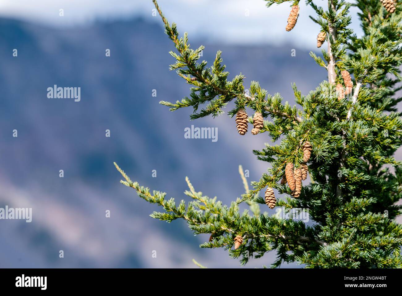 Particolare dei rami e dei coni di un grande pino ai margini del Crater Lake NP Foto Stock