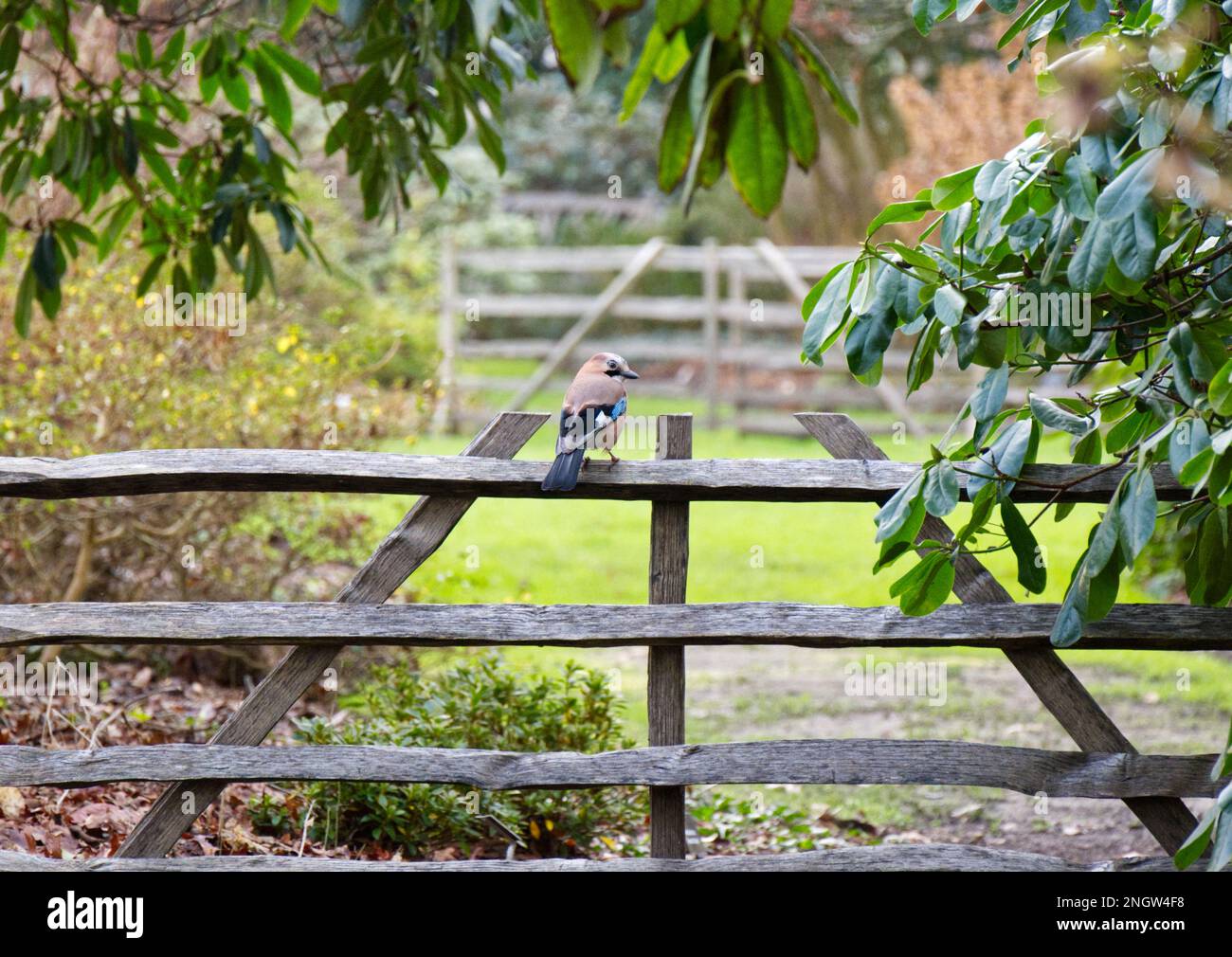 Una giara, Garrulus glandarius, seduto su un cancello di legno sbarrato in un giardino boscoso britannico Decemberuccello inglese Foto Stock