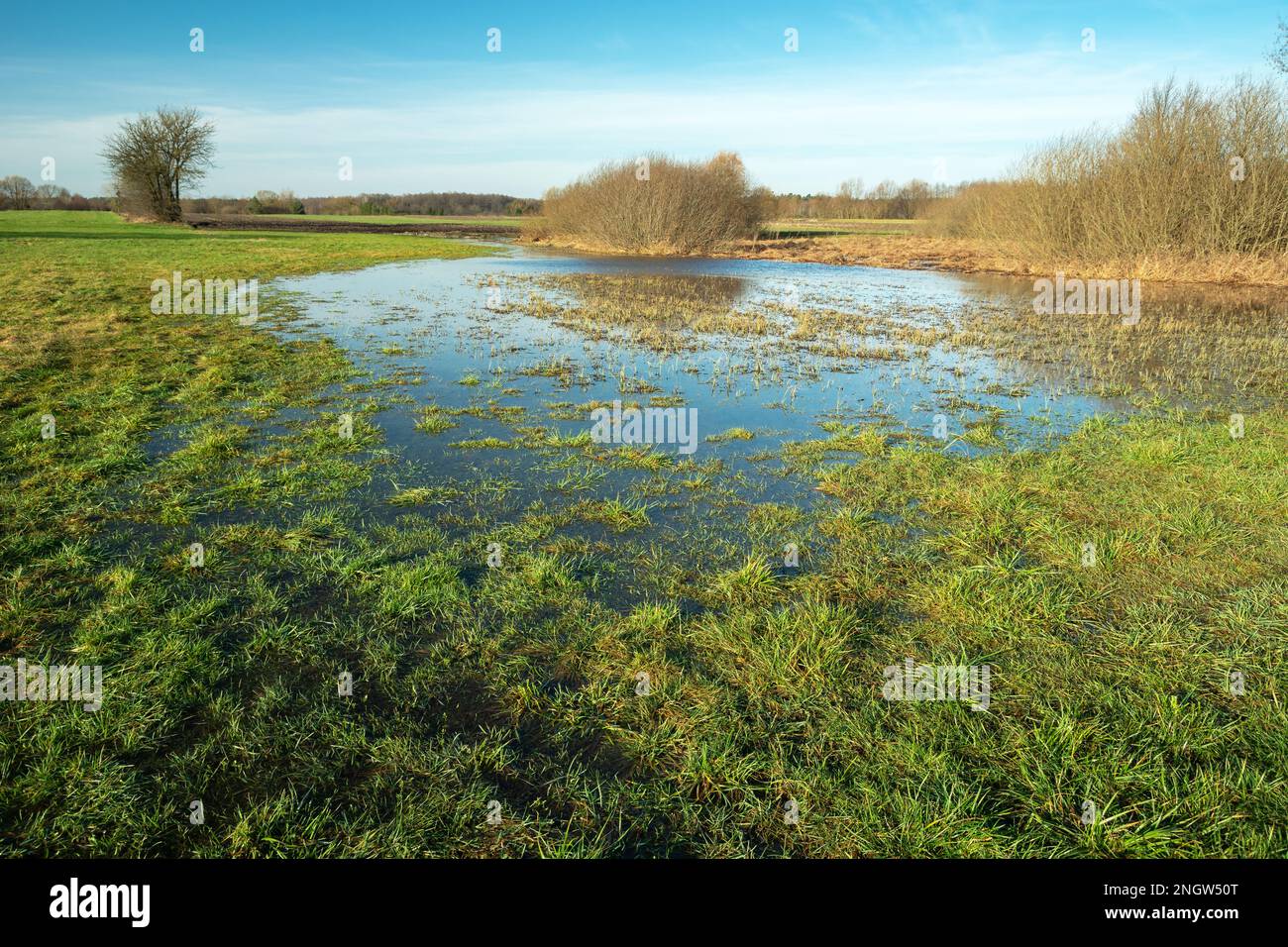 Acqua dopo aver sciolto la neve su un prato verde, Nowiny, Lubelskie, Polonia orientale Foto Stock