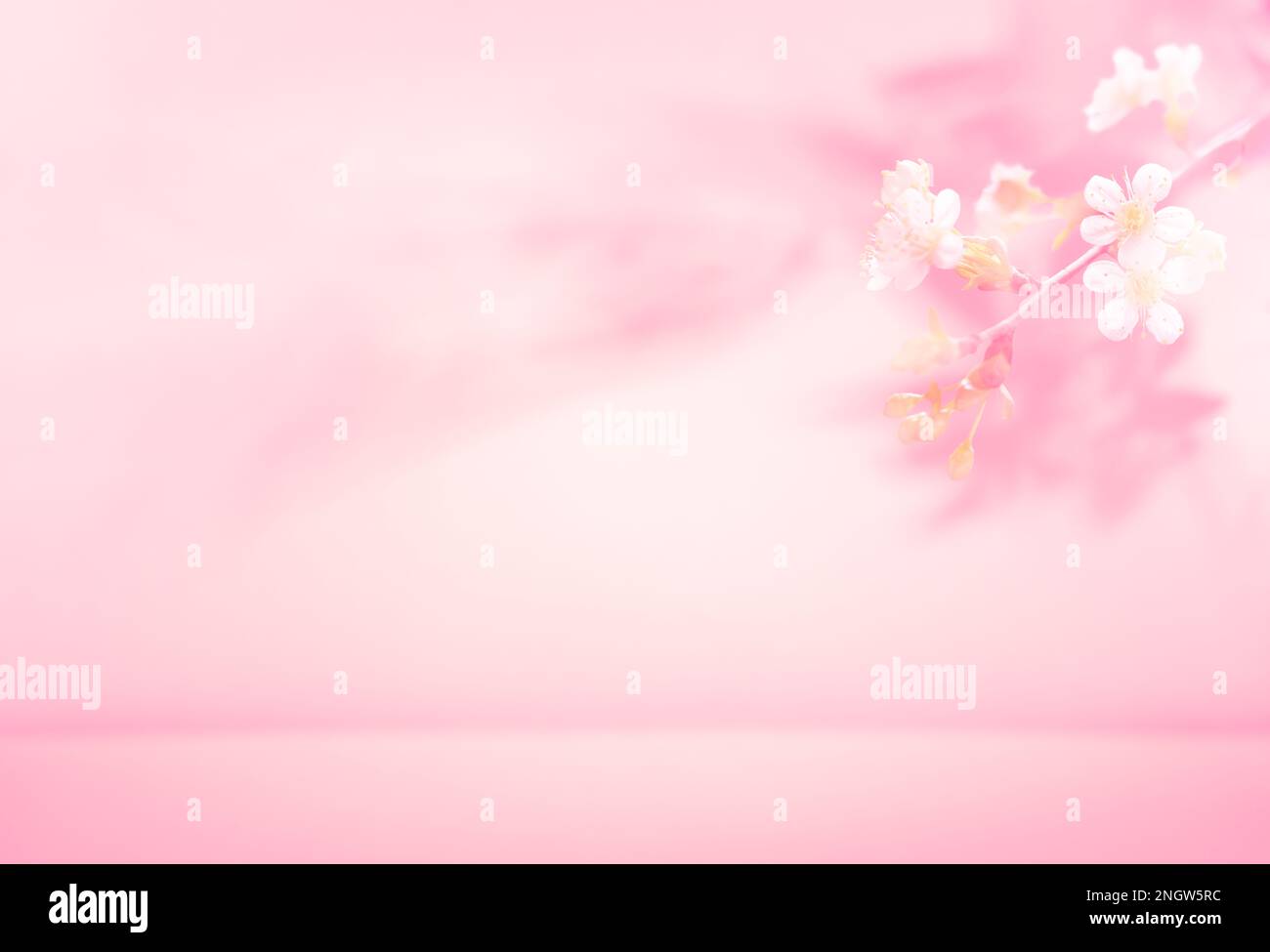 Primavera estate sfocato sfondo rosa chiaro con l'ombra delle foglie di albero e fiori su una parete. Riassunto Primavera Estate scena per presentazione prodotto Foto Stock