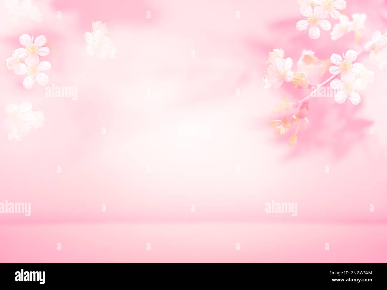 Primavera estate sfocato sfondo rosa chiaro con l'ombra delle foglie di albero e fiori su una parete. Riassunto Primavera Estate scena per presentazione prodotto Foto Stock