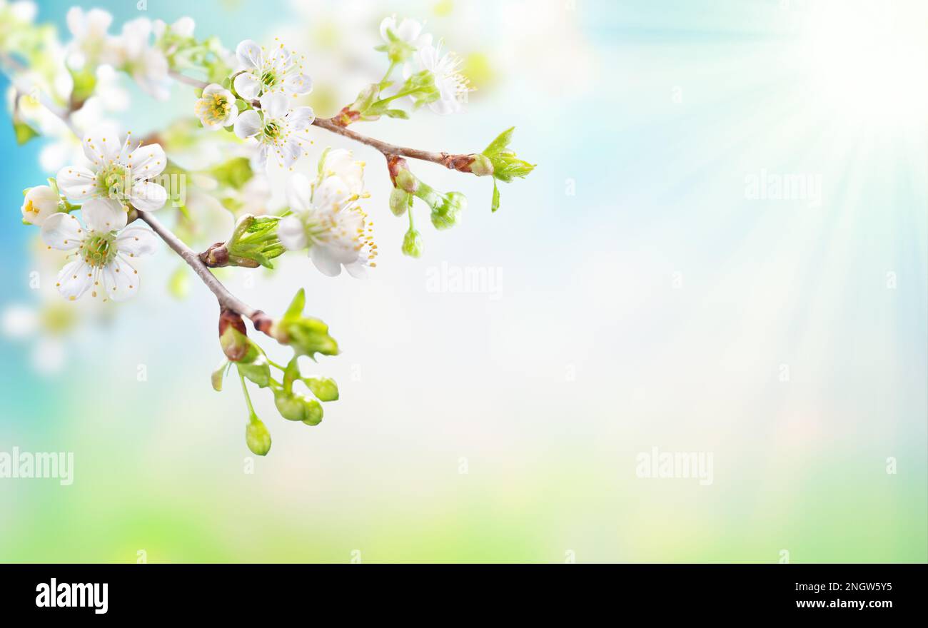 Bella primavera fiorisce in giornate di sole. Ciliegio con fiori bianchi e luce del sole in cielo blu. Foto Stock