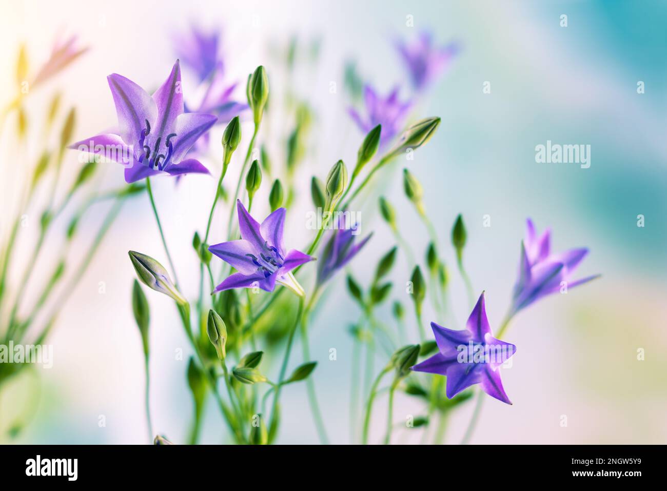 Bellissimi fiori lilla di trithelia. Fiori primaverili in fiore nel giardino ornamentale Foto Stock