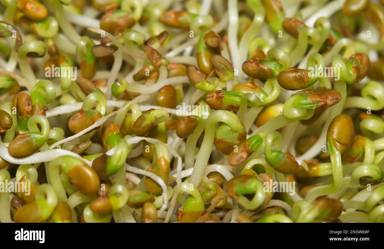 Germogli di erba medica immaturi con semi di semi, macro immagine con messa a fuoco selettiva. Ingrediente sano con antiossidanti comunemente usato in panini e insalate. Foto Stock