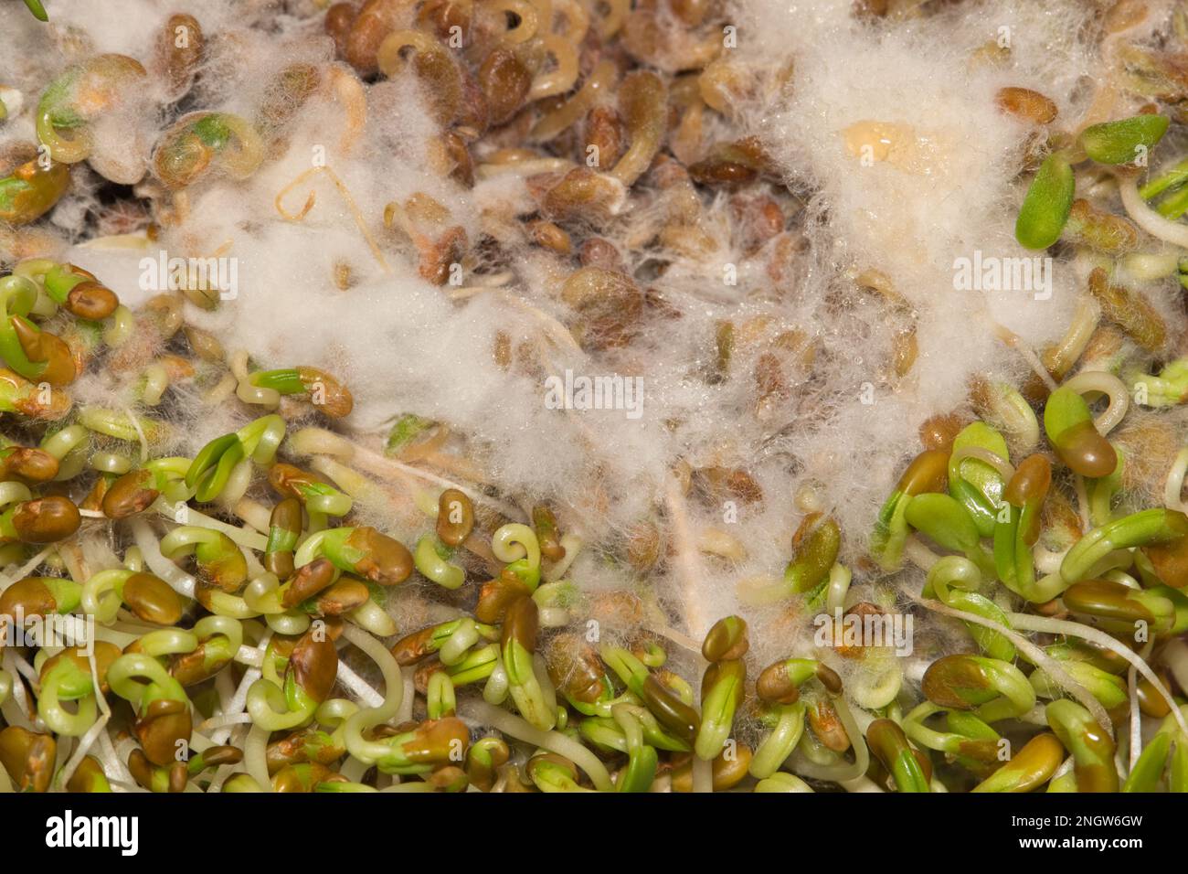 Germogli di erba medica marcio con muffa bianca che cresce su di esso, direttamente sopra macro immagine. Concetto di salute alimentare scaduto. Foto Stock
