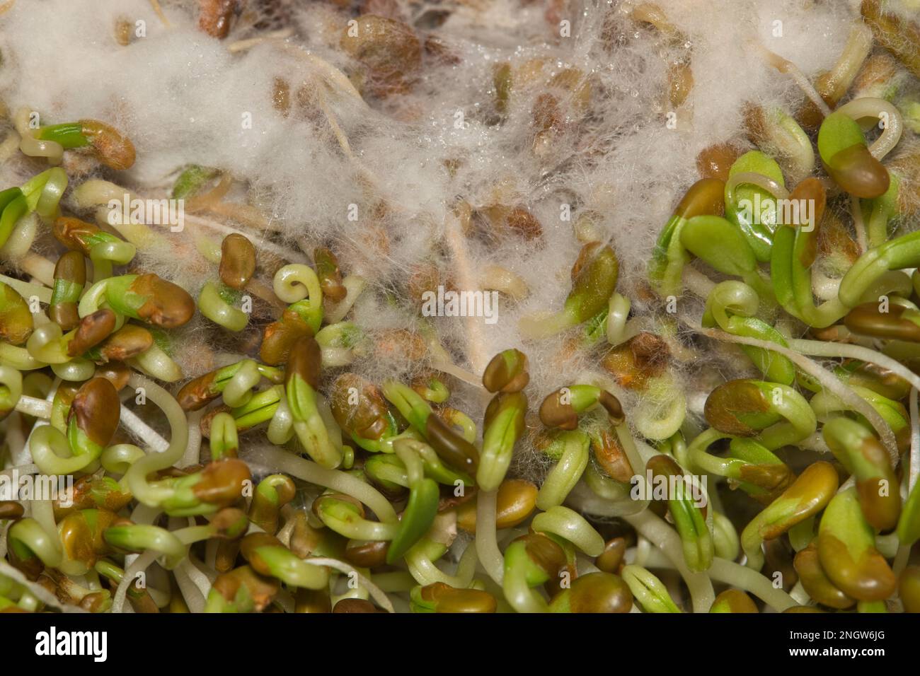 Germogli di erba medica marcio con muffa bianca che cresce su di esso, direttamente sopra macro immagine. Concetto di salute alimentare scaduto. Foto Stock