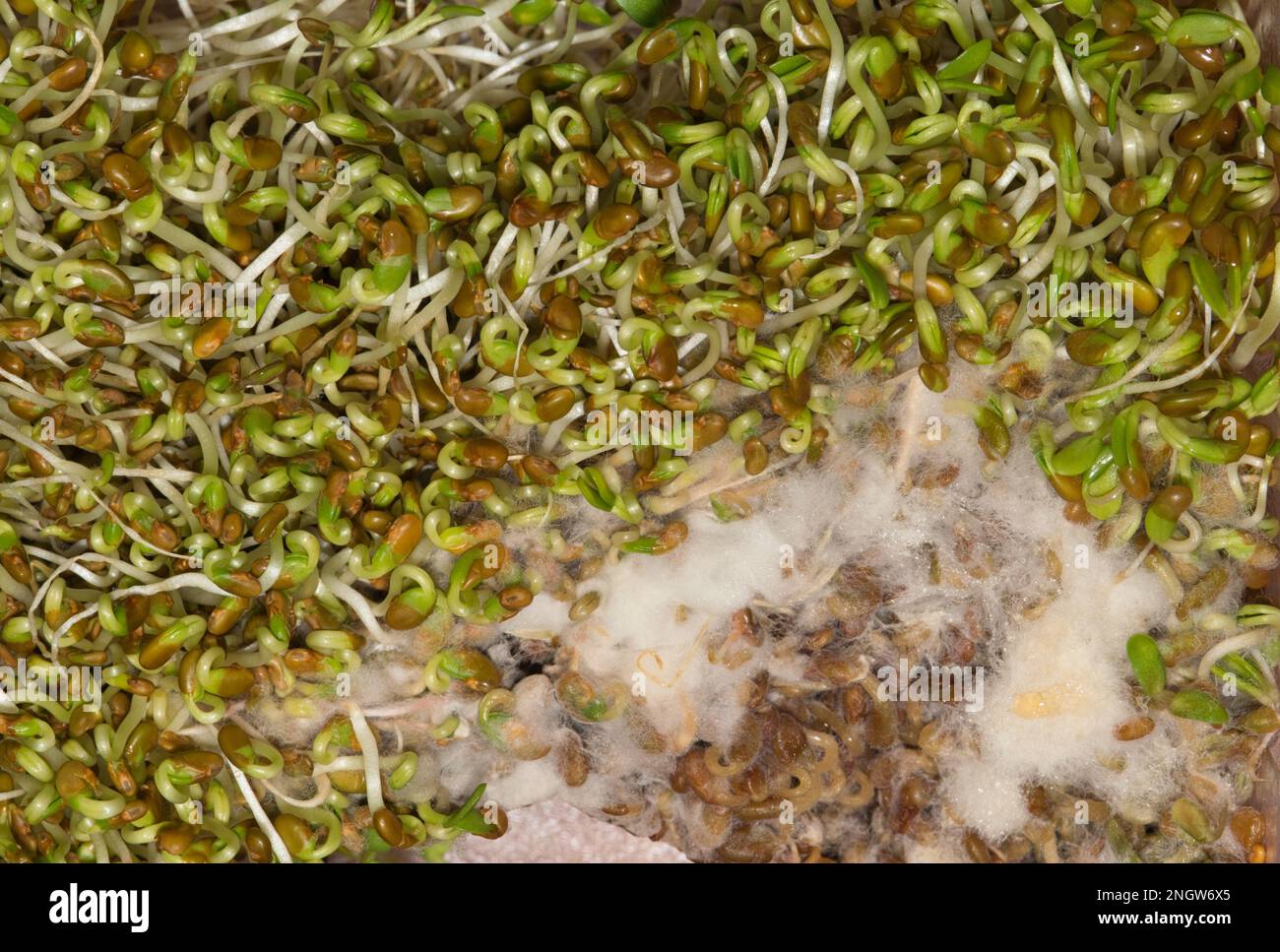 Germogli di erba medica marcio con muffa bianca che cresce su di esso, direttamente sopra macro immagine. Concetto di salute alimentare scaduto. Foto Stock