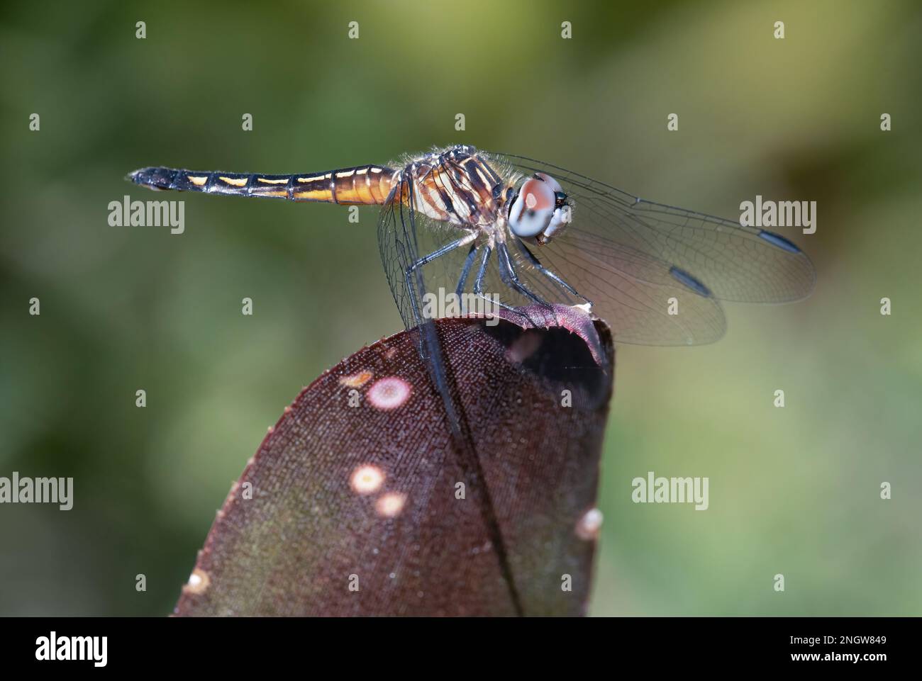 Una libellula blu femminile dasher, vista al Mead Botanical Garden nel Winter Park vicino Orlando, Florida. Foto Stock