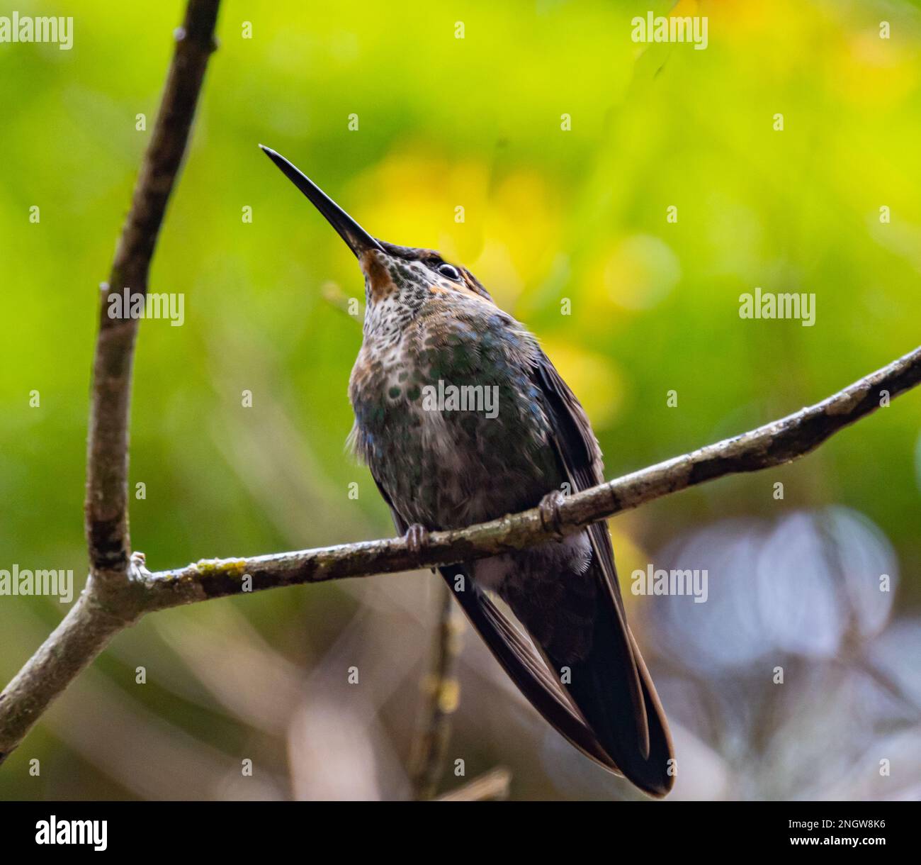 Marrone, bianco con qualche colibrì blu nella foresta nuvolosa del Costa Rica Foto Stock