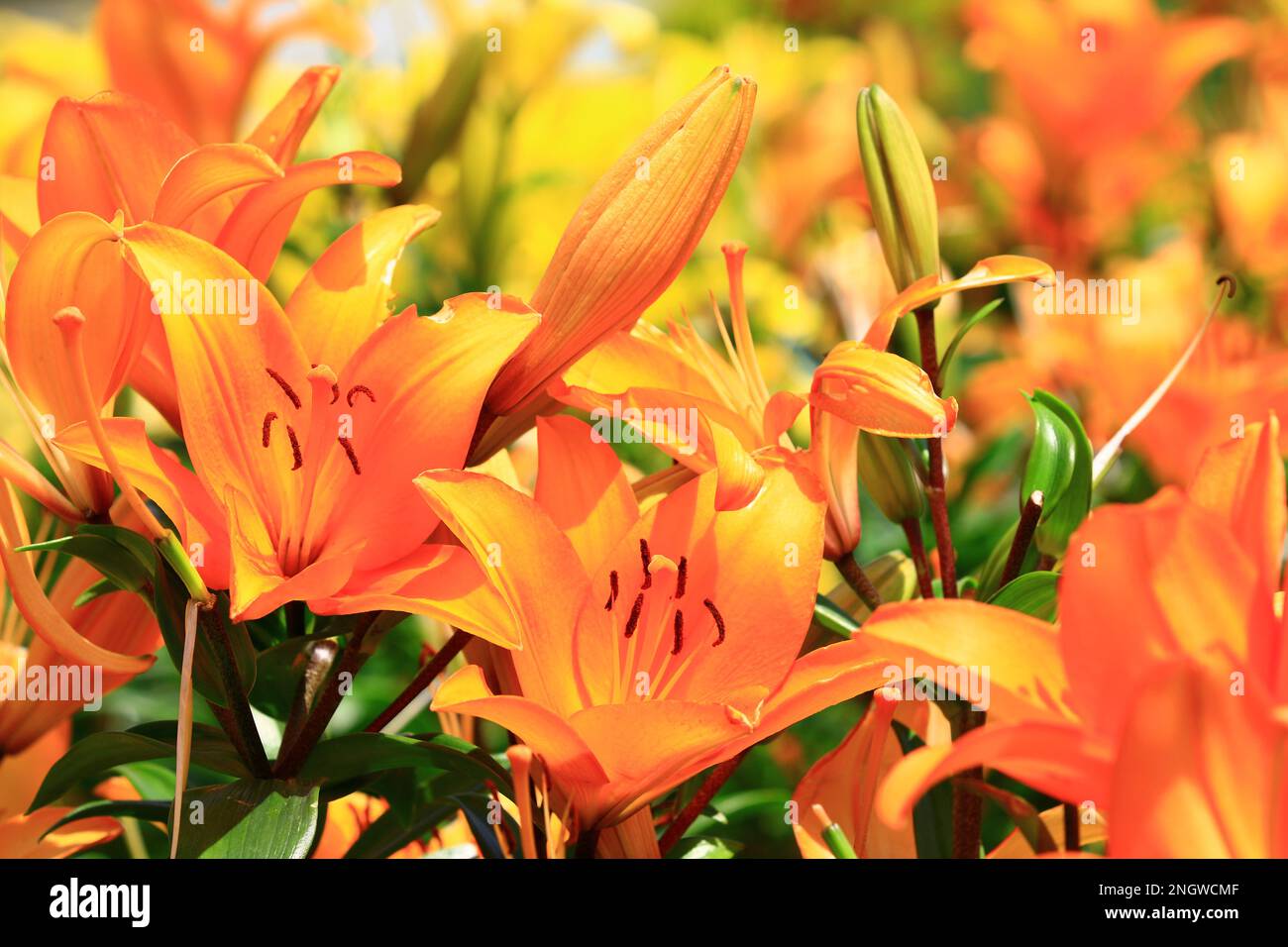 Fiori di Lily (specie Lilium, Morning Star Lily, Salisbury's Lily), primo piano di arancio con fiori di giglio giallo che fioriscono nel giardino Foto Stock