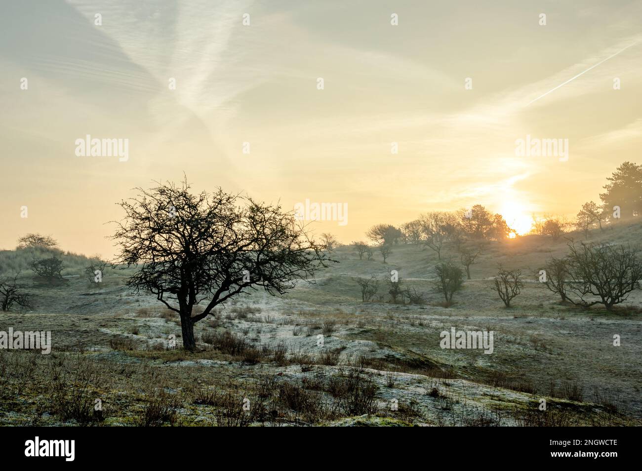 Paesaggio di dune mistose in una fredda mattinata invernale all'alba Foto Stock