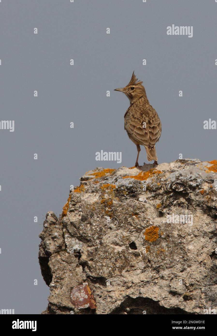 Lark crested (Galerida cristata pallida) adulto arroccato su roccia ricoperta di lichene Ria Formosa NP, Algarve, Portogallo Aprile Foto Stock