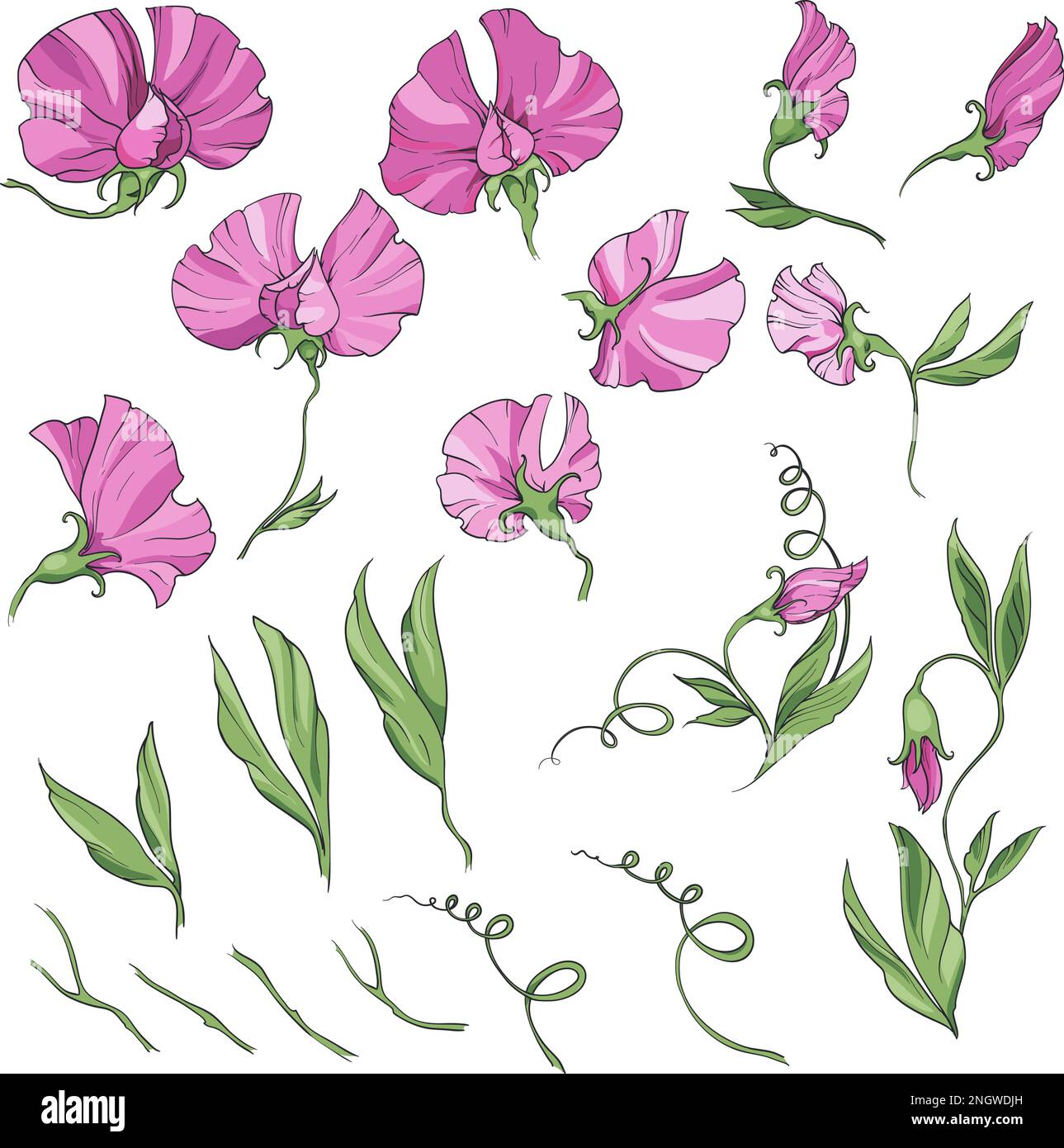 fiori e foglie rosa di pisello dolce, illustrazione. grande serie di elementi isolati su sfondo bianco Illustrazione Vettoriale