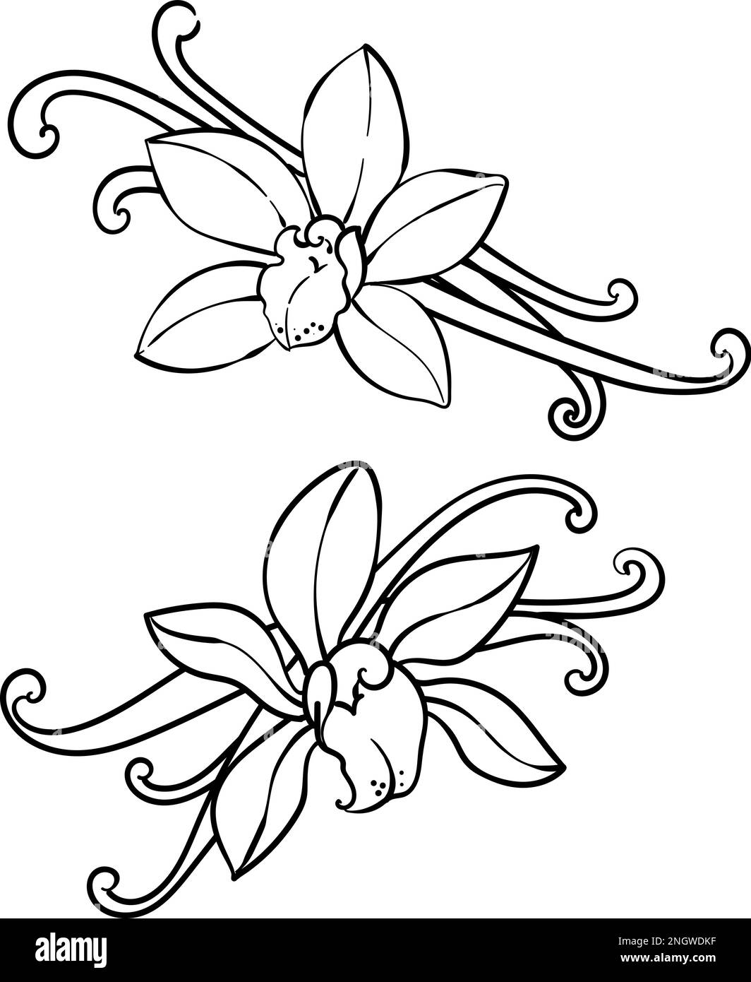 Fiori di orchidea alla vaniglia e baccelli Illustrazione Vettoriale
