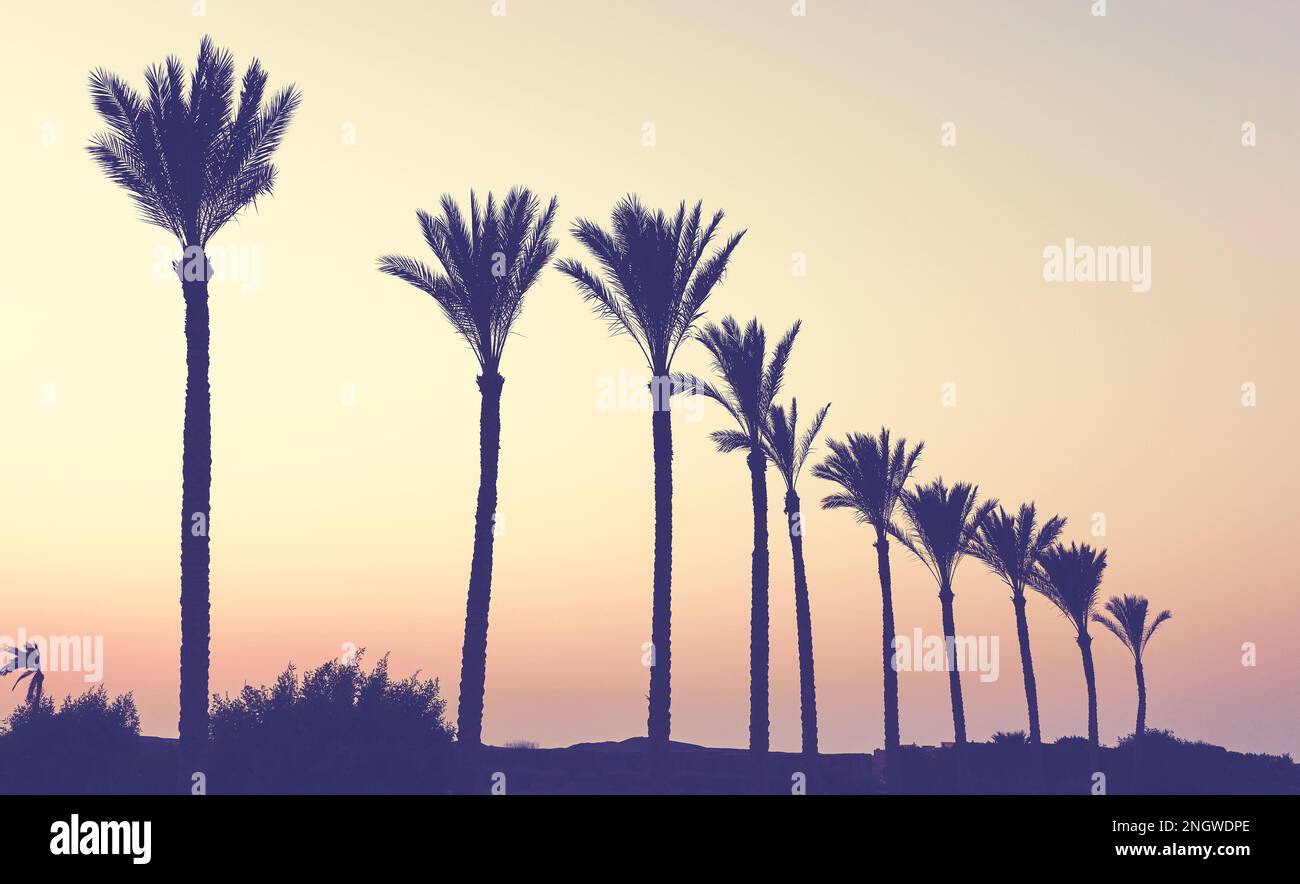 Silhouette di palme al tramonto, tonalità cromatiche applicate. Foto Stock