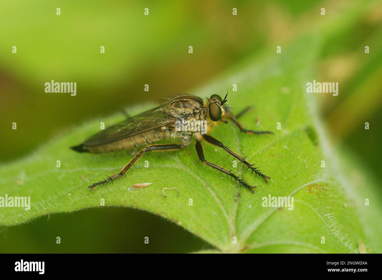 Primo piano naturale su una pelosa Robberfly dalle tessere dorate, Eutolmus rufibarbis seduta su una foglia verde Foto Stock