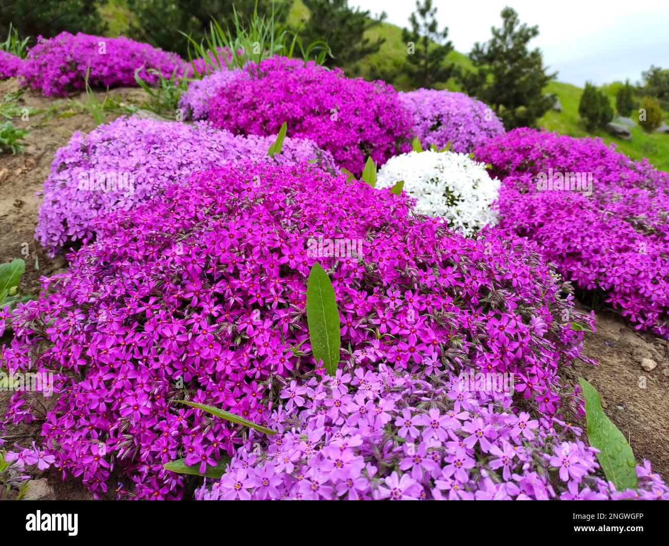 Il phlox subulata, il phlox strisciante (detto anche phlox di muschio, rosa di muschio o di montagna), è una specie di pianta fiorita della famiglia delle Polemoniaceae, originaria della famiglia delle Polemoniaceae Foto Stock