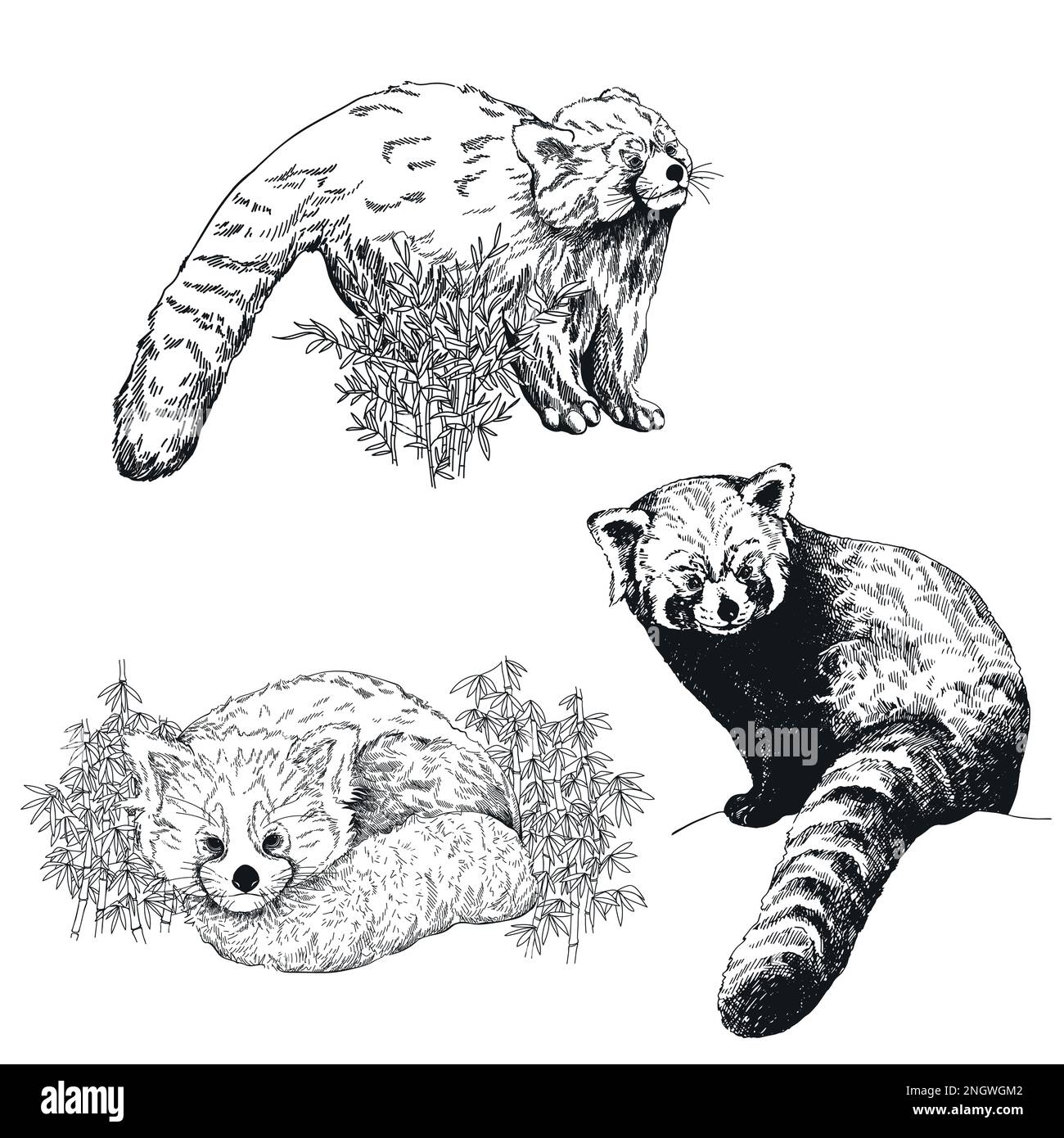 Set di stili di schizzo disegnati a mano Panda rossa isolata sullo sfondo bianco. Illustrazione vettoriale. Illustrazione Vettoriale