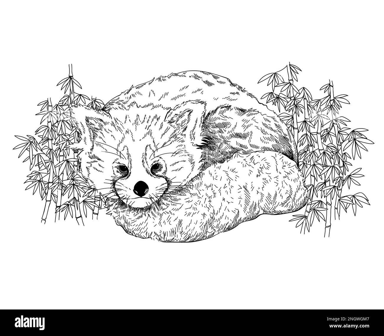 Disegno a mano stile di schizzo Panda rosso isolato su sfondo bianco. Illustrazione vettoriale. Illustrazione Vettoriale