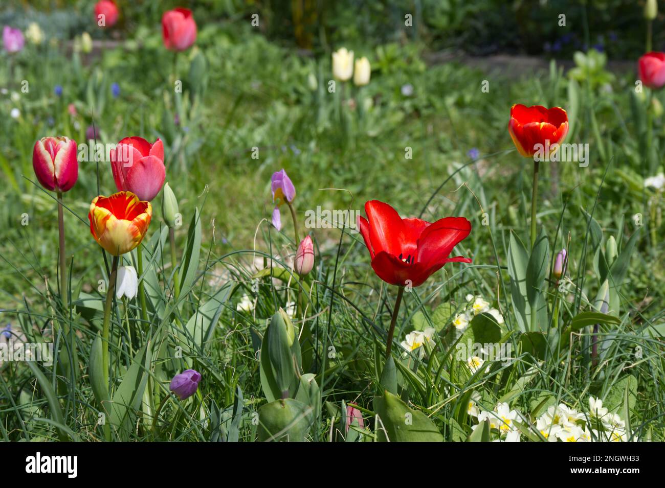 Un colorato mix primaverile di tulipani, primule, fritillario e erba che crea un effetto prato floreale nel giardino cottage del Regno Unito aprile Foto Stock