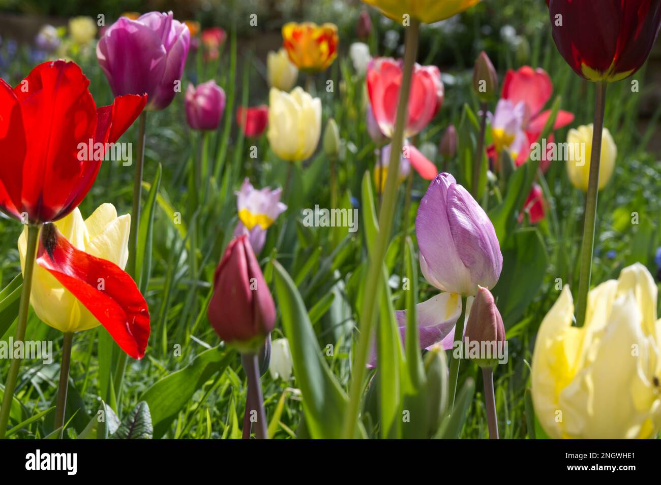 Un colorato mix primaverile di gemme di tulipano e fiori che creano un effetto floreale prato nel giardino del Regno Unito aprile Foto Stock