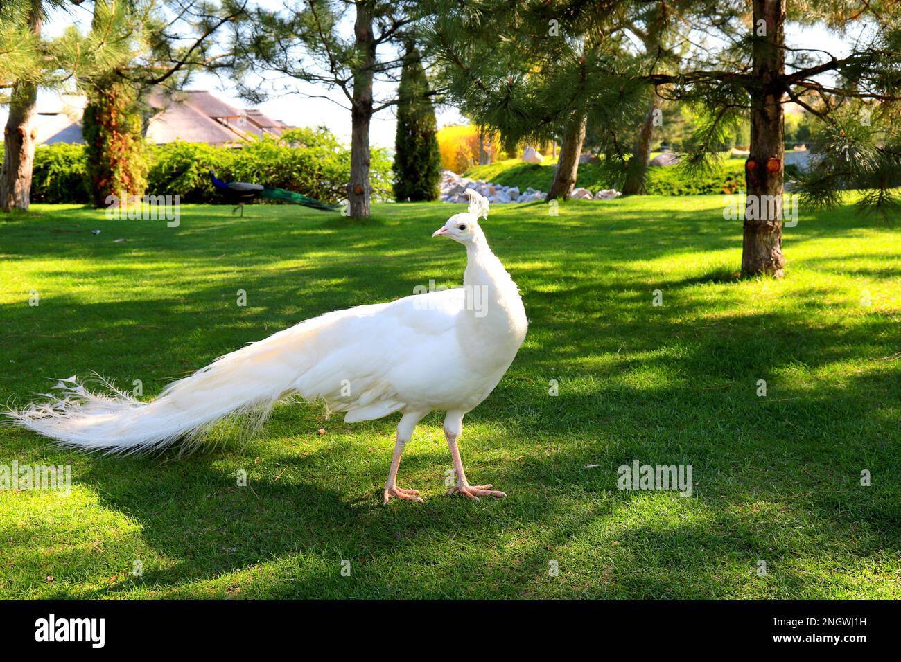 Gorgeous giovane pavone su erba verde. Bianco peacock mostra piuma nel parco, zoo, fattoria Foto Stock