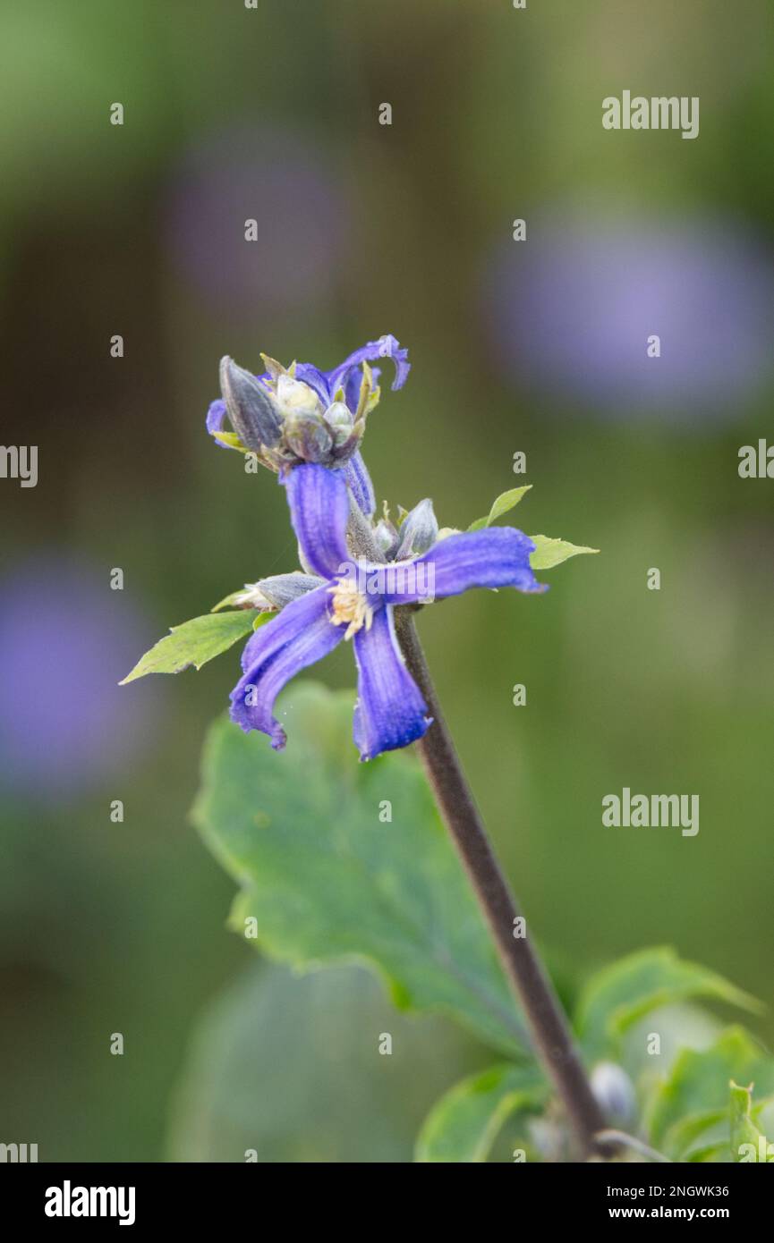 Delicati fiori estivi blu di Hyacinto-fiore clematis, Clematis heracleifolia nel giardino britannico agosto. Foto Stock