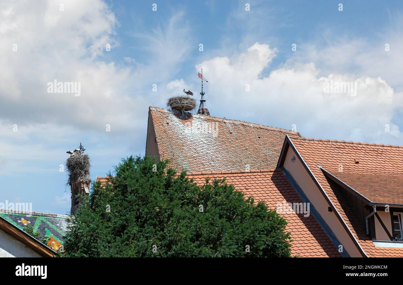 Cicogne in un nido su un tetto in un villaggio Alsazia Francia Foto Stock