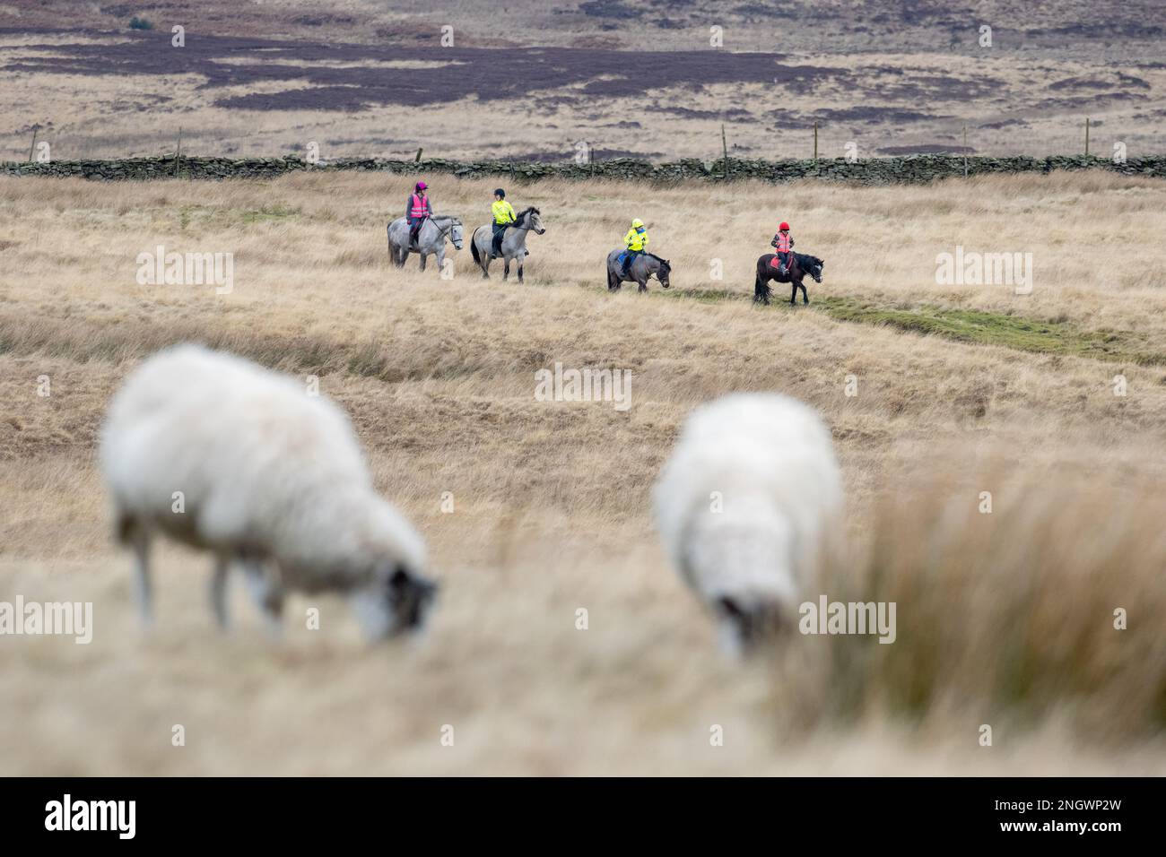 Gruppo di quattro cavalieri che si divertono a cavallo e pony attraverso la remota brughiera come attività invernale a Langbar, North Yorkshire, Inghilterra, Regno Unito Foto Stock