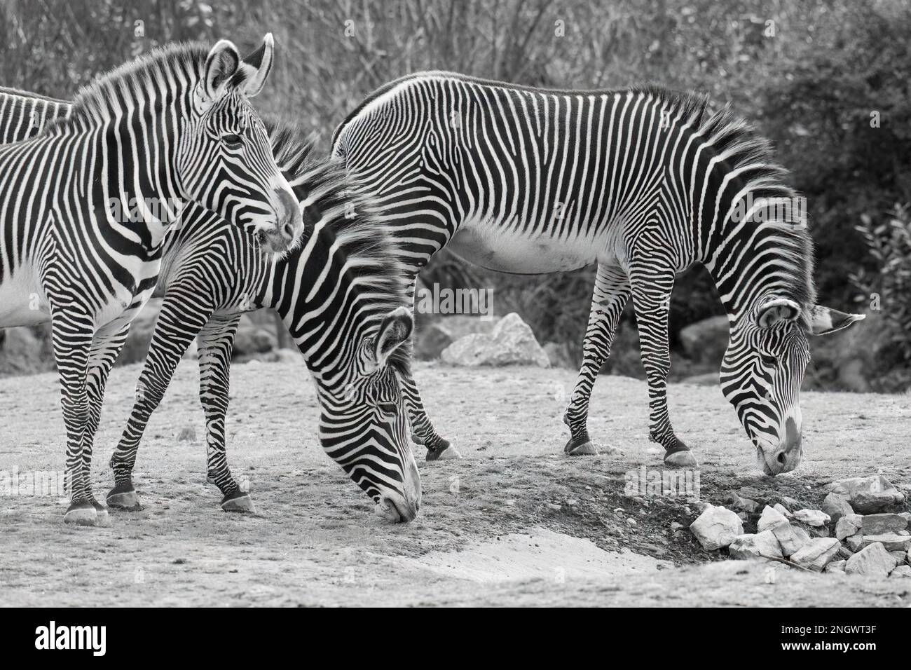 Foto in bianco e nero delle zebre Foto Stock