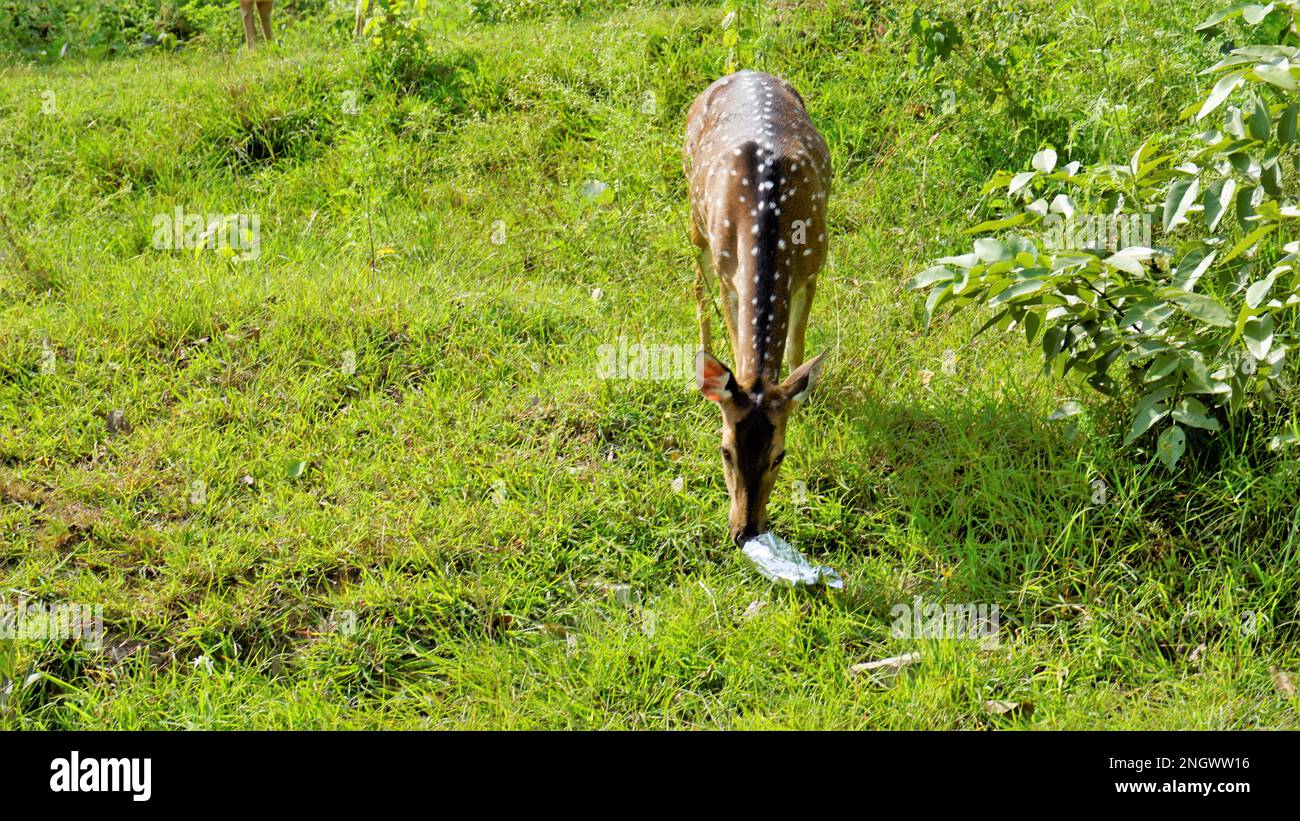 Cervo selvatico macchiato mangiare la copertura di plastica gettata dai pendolari nella strada di Ooty di Mudumalai di Bandipur, India. Impatto sugli animali selvatici a causa dell'inquinamento. Foto Stock