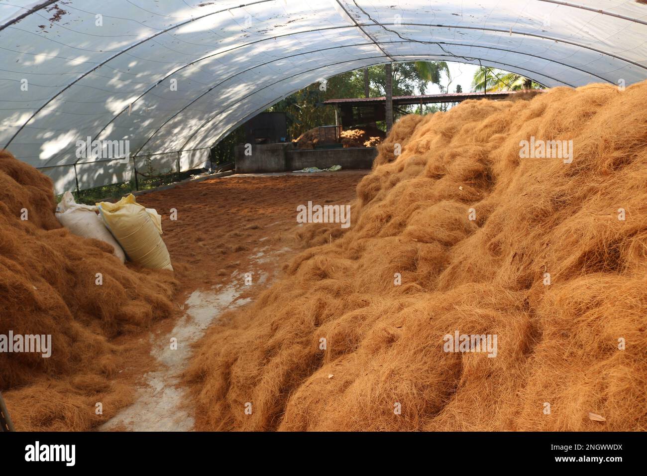 Preparazione di cocco. Fabbrica di fibra di cocco Foto Stock