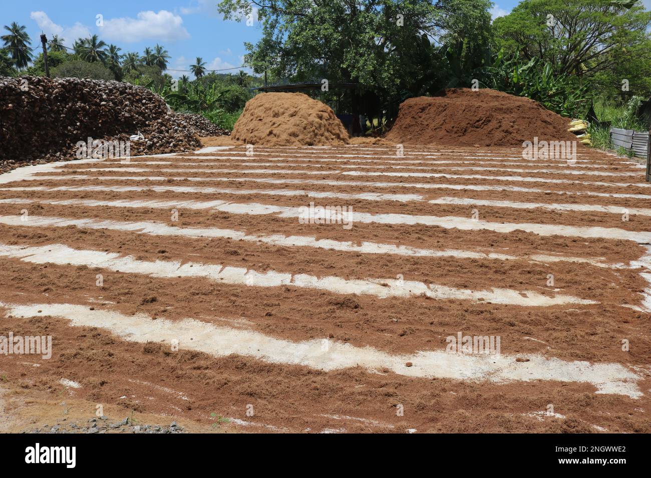 Preparazione di cocco. Fabbrica di fibra di cocco Foto Stock